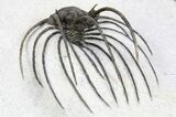 Rare, Spiny Heliopeltis Trilobite - Issoumour, Morocco #255447-2